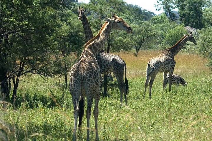 Hwange Park Big 5 Game Drive!