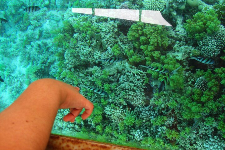 Glass Bottom Boat Trip in Dahab