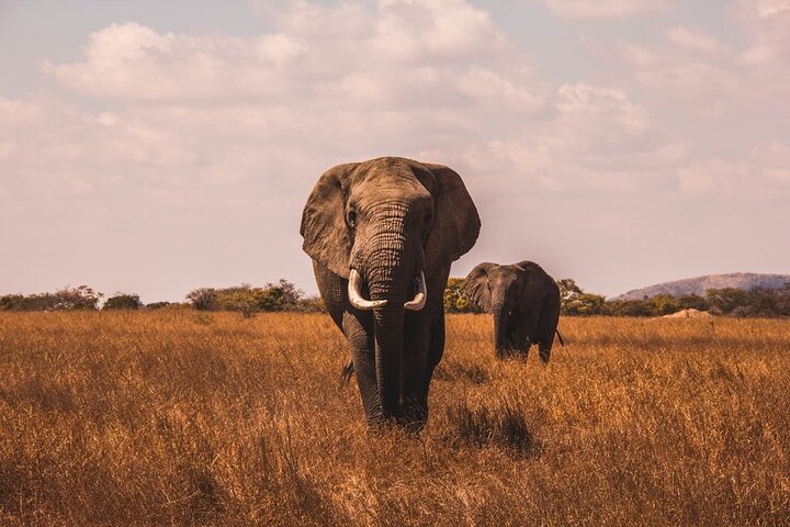Akagera day safari