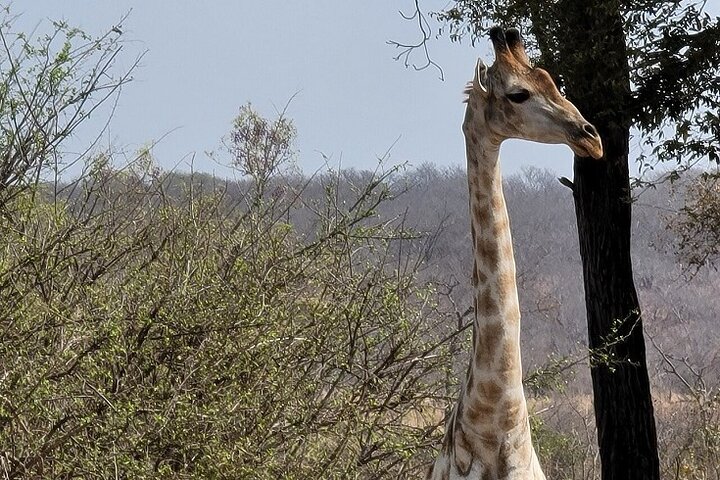 Matopos Park Day Game Drive With Rhino Tracking!