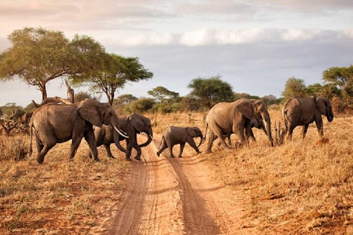 Hwange Park Big 5 Game Drive!