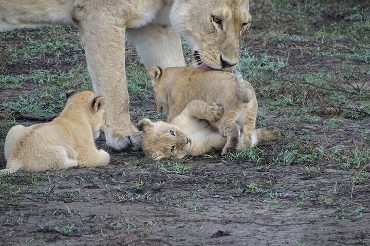 Hwange Park Big 5 Game Drive!