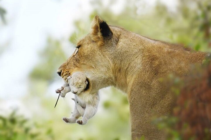 Hwange Park Big 5 Game Drive!