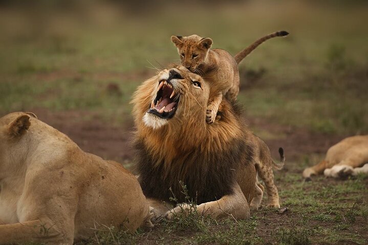 Hwange Park Big 5 Game Drive!
