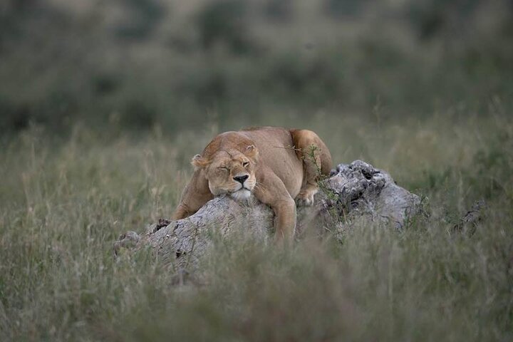 Hwange Park Big 5 Game Drive!