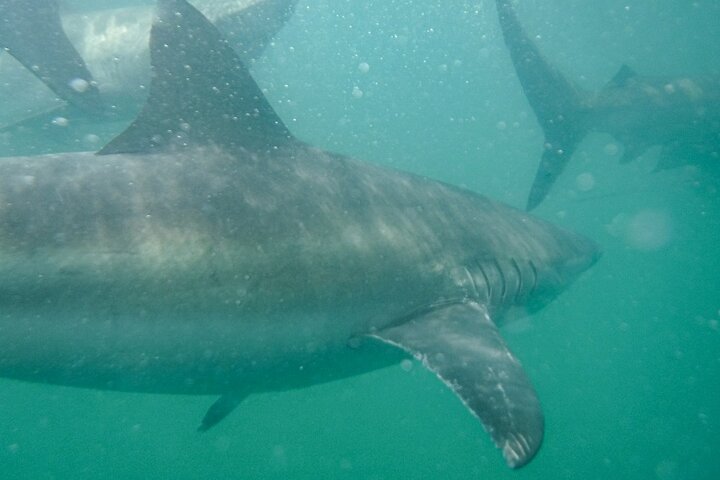 Guided Shark Cage Diving with Hookah Air Supply in Gansbaai