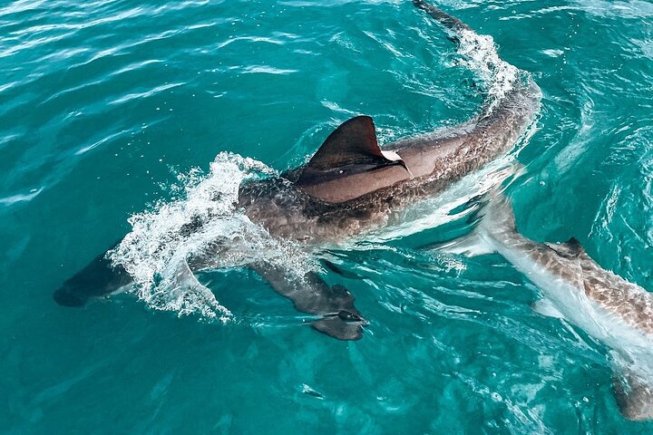 Guided Shark Cage Diving with Hookah Air Supply in Gansbaai
