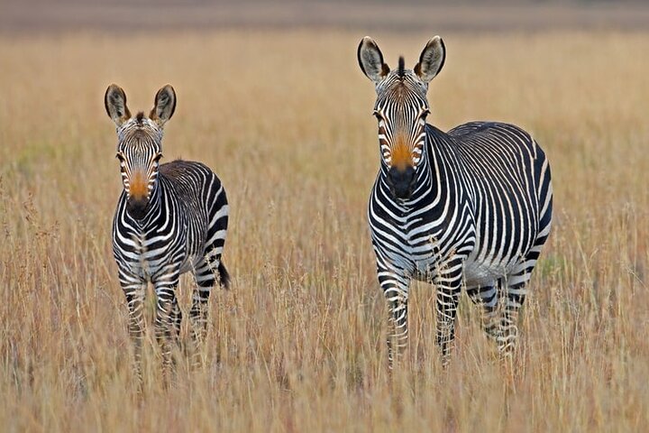 Hwange Park Big 5 Game Drive!