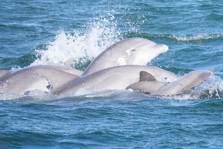 Pensacola Beach Jolly Dolphin Cruise and Scenic Bay Tour