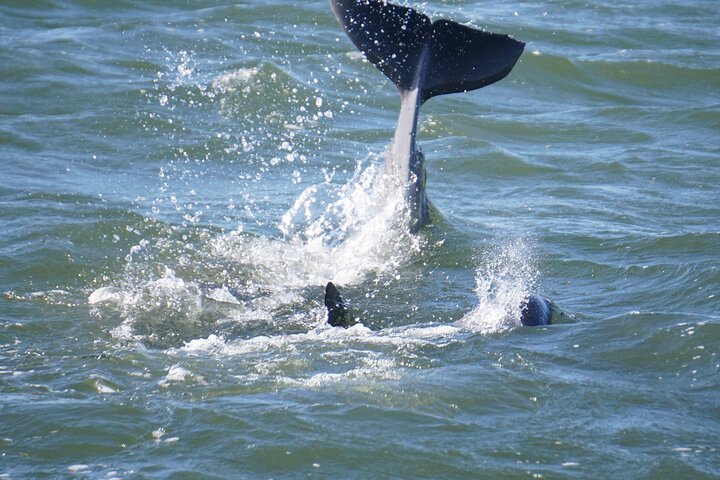Pensacola Beach Jolly Dolphin Cruise and Scenic Bay Tour