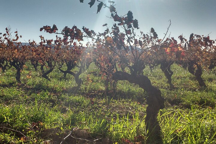 Full-Day 3 Village Tour of Provence: Splendid & Secret