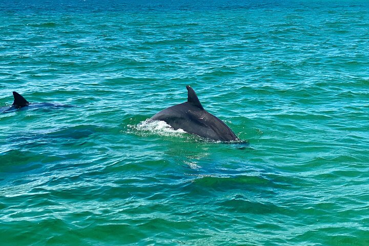 Shared Dolphin Cruise in Pensacola Beach | Frisky Mermaid