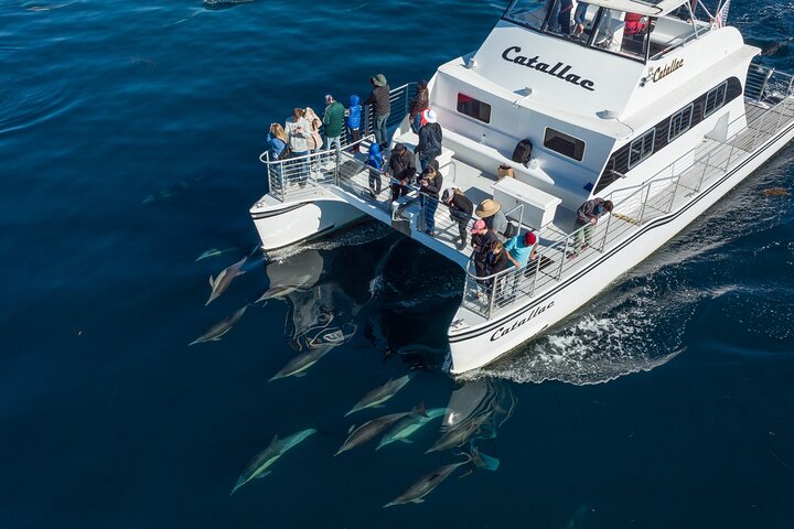Luxury Whale Watching: Fewer People, Extra Speed, Expert Staff