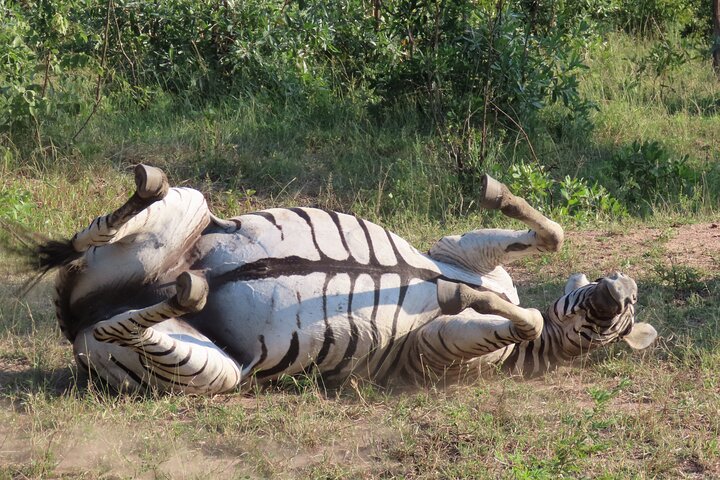 Kruger National Park - Private full day Safari trip.