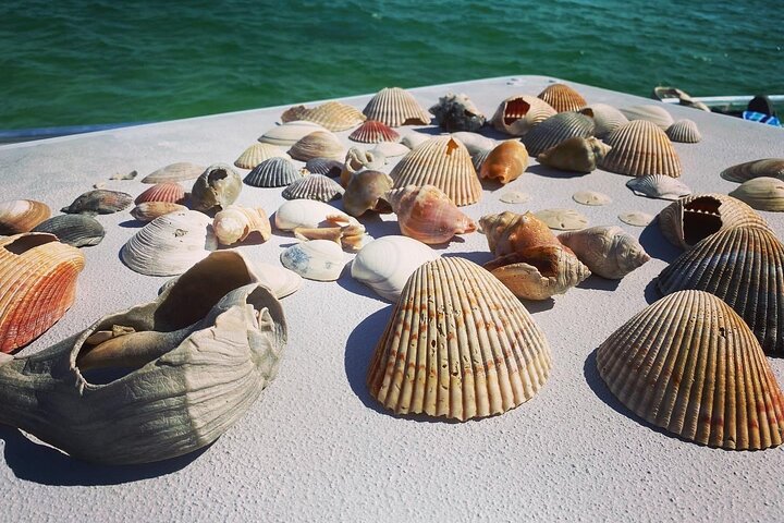Shell Island Snorkel and Dolphin Catamaran Cruise with Island Time