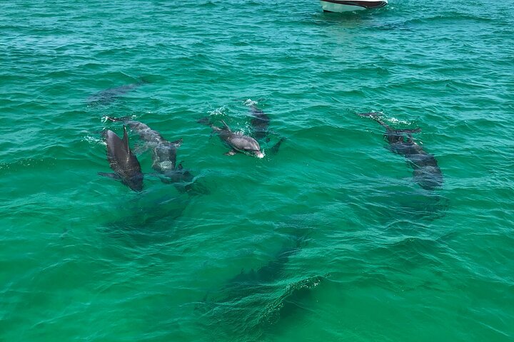 Shell Island Snorkel and Dolphin Catamaran Cruise with Island Time