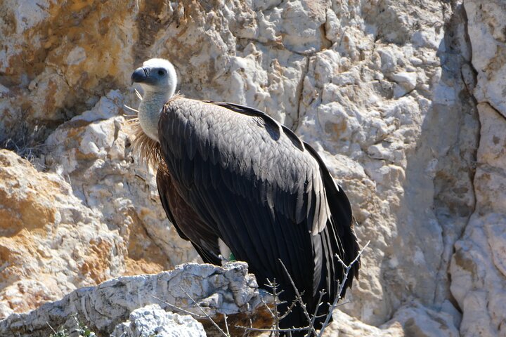 Taxi boat Kormat-5 hour half day tour from Punat