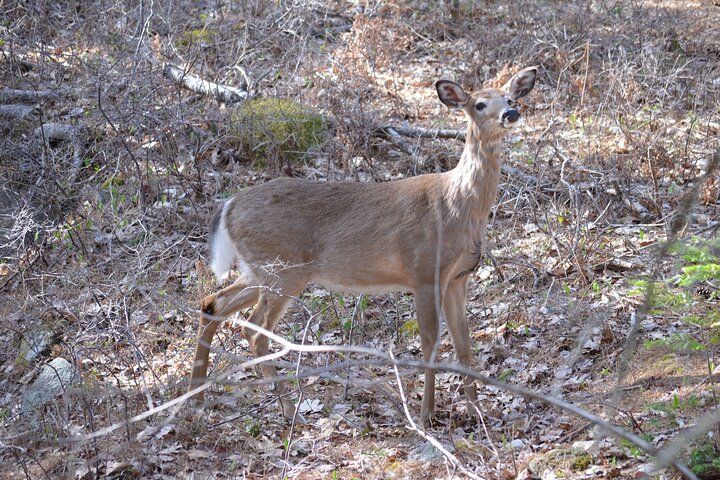 4-Hour Private Acadia Tour Cadillac Mountain & Somes Sound Fiord