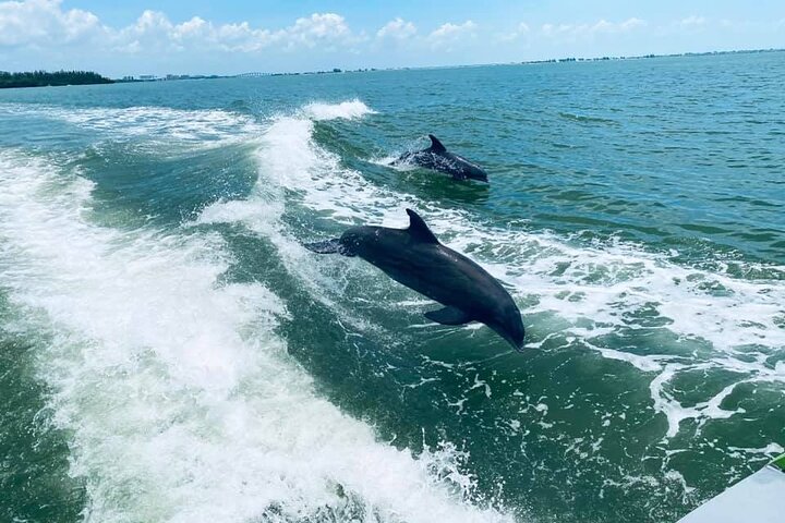 Myrtle Beach Dolphin Cruise