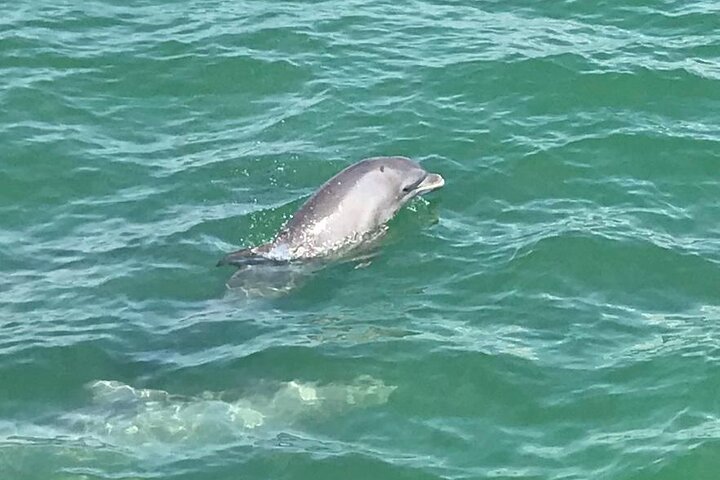 Myrtle Beach Dolphin Cruise