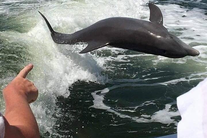 Myrtle Beach Dolphin Cruise