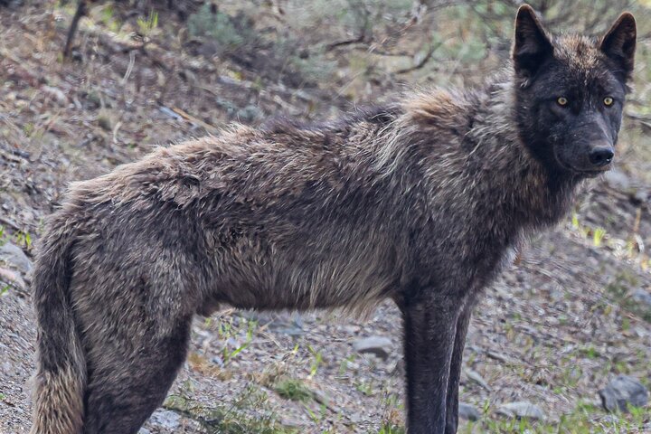 2-Day Private Tour in Yellowstone(Lower and Upper Loops w Iconic Sites) w Lunch