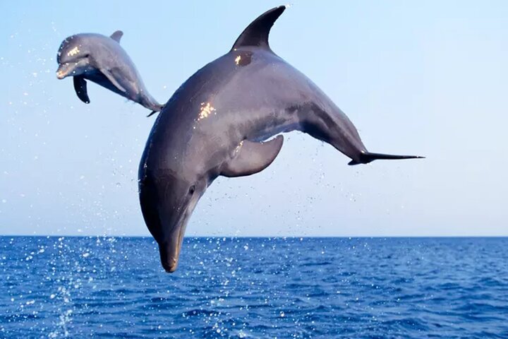Private Dolphin Watch and Sunset Boat Tour Port Aransas Texas