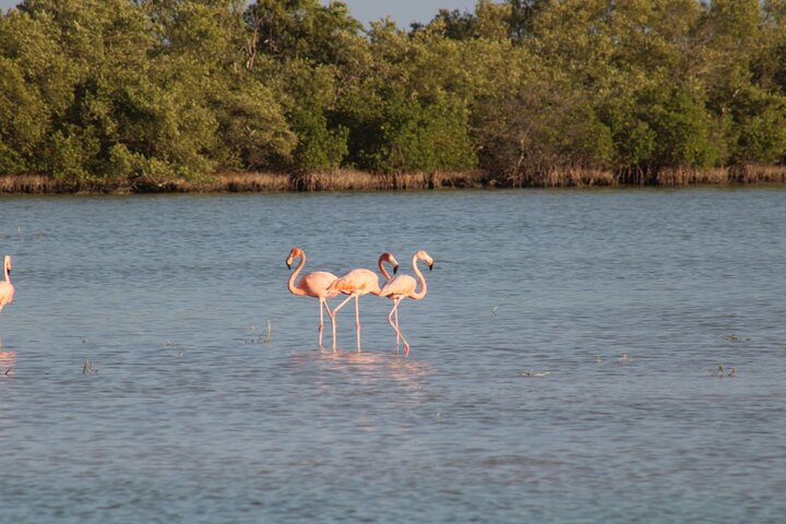 Boat Tour of Three Islands in Holbox with Transportation
