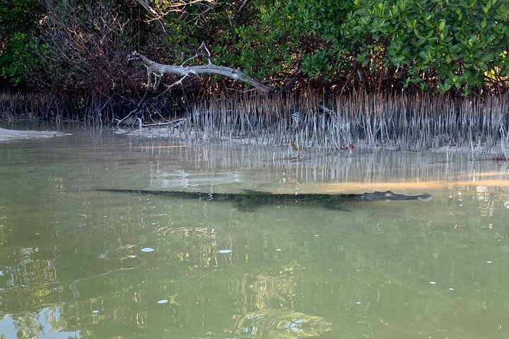 Kayak Experience in the Mangroves of Holbox Island