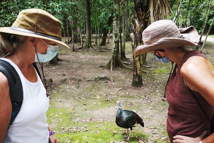 Tikal Full Day with Dedicated Exploration of the Archaeological Monuments.