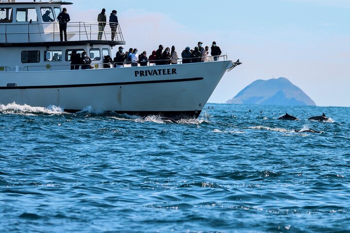 San Diego Whale Watching & Dolphin Cruise