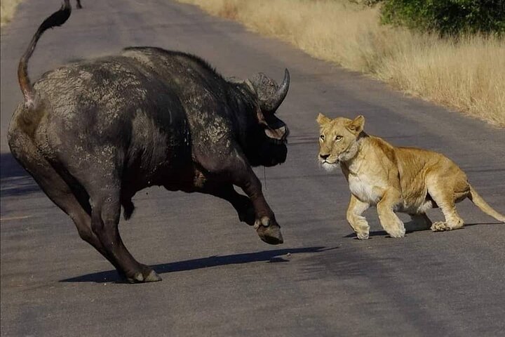 All Inclusive 2 Day Kruger Safari from Nelspruit