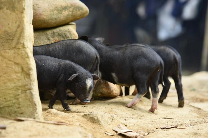 Sapa 2 Days 1 Night From Hanoi - Overnight in Ta Van Village