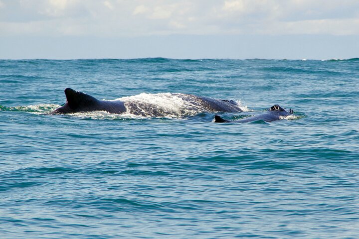 Bahía Málaga: Humpback Whale Watching in Cali - Colombia