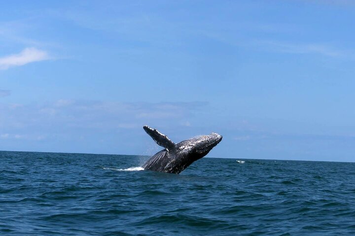 Bahía Málaga: Humpback Whale Watching in Cali - Colombia