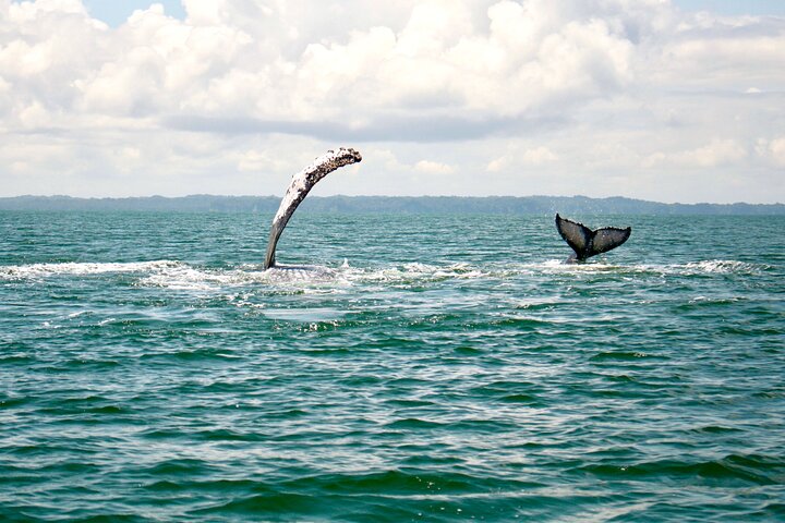 Bahía Málaga: Humpback Whale Watching in Cali - Colombia