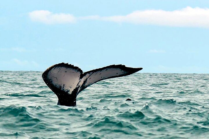 Bahía Málaga: Humpback Whale Watching in Cali - Colombia