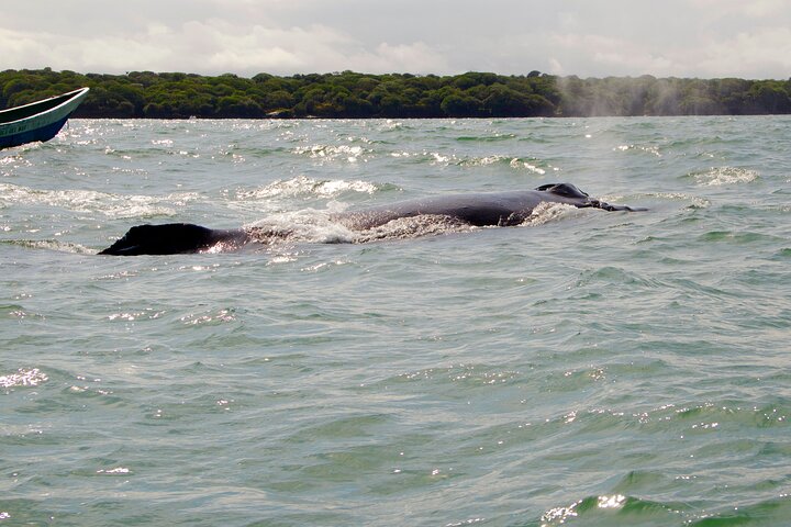 Bahía Málaga: Humpback Whale Watching in Cali - Colombia