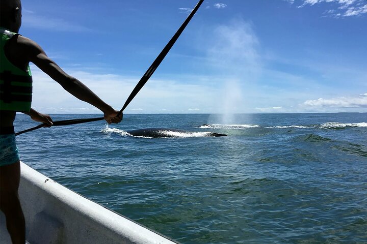 Bahía Málaga: Humpback Whale Watching in Cali - Colombia