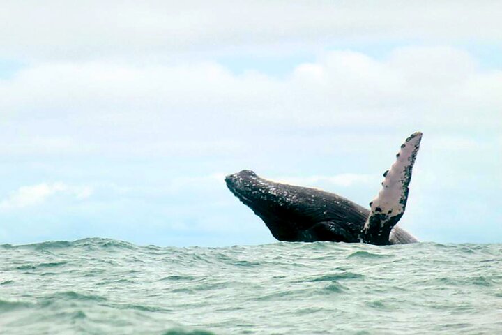 Bahía Málaga: Humpback Whale Watching in Cali - Colombia