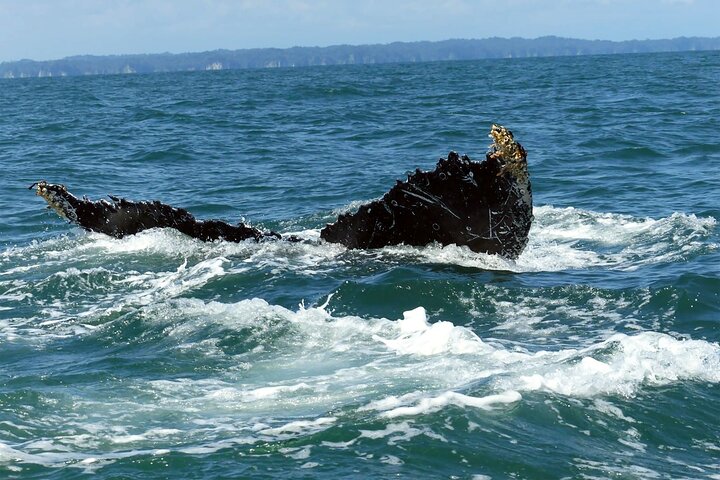 Bahía Málaga: Humpback Whale Watching in Cali - Colombia