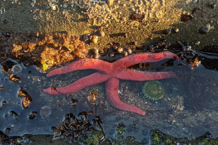 Private Day Hike- Rialto Beach Tide Pooling