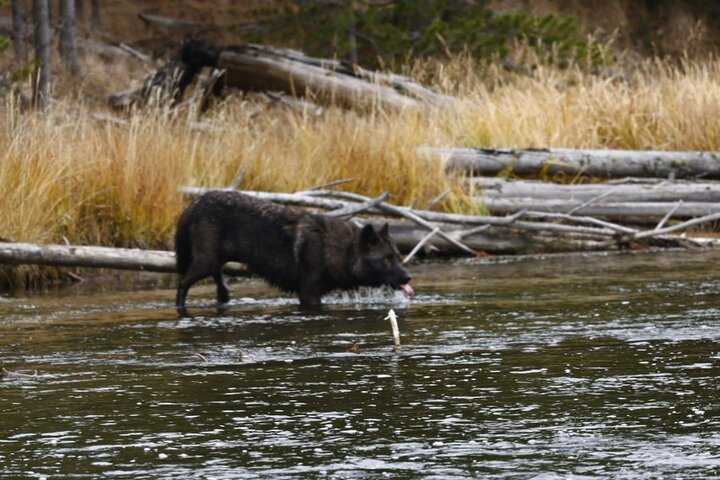 2-Day Private Yellowstone Tour(Lower and Upper Loops w Iconic Sites) w Lunch