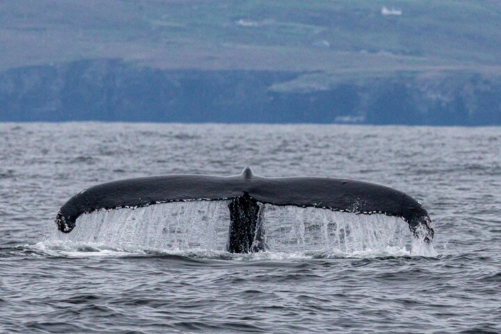 Dingle Boat Tours Wildlife RIB Adventure