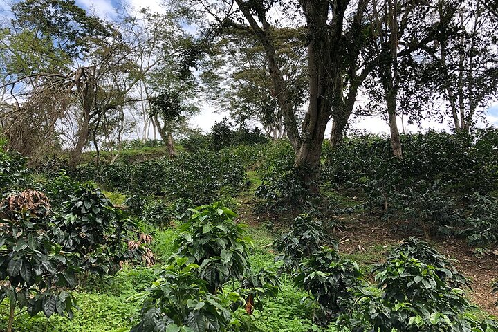 Coffee Farm and Salento Walking Tour