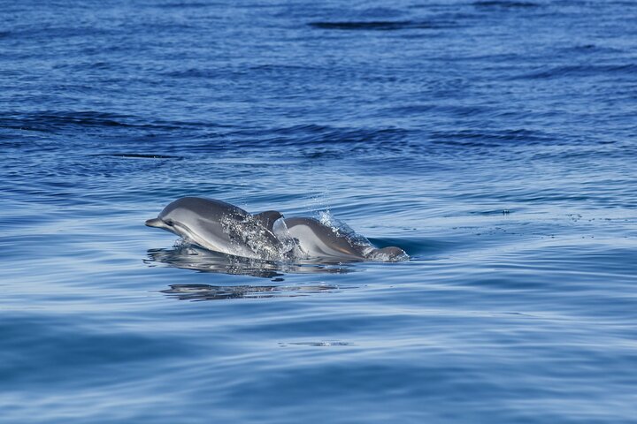 Portimão:Embark on Nature•Benagil and Dolphins•Biologist on board