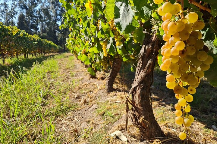 Maipo Valley Wine Tour with 4 vineyards from Santiago.