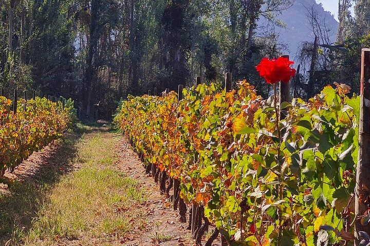 Maipo Valley Wine Tour with 4 vineyards from Santiago.