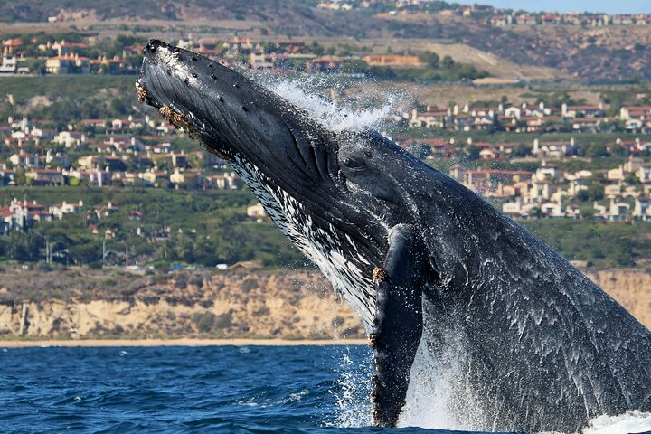 Newport Beach Whale and Dolphin Watching Cruise