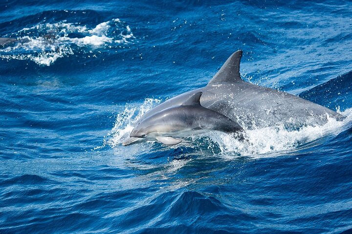 Luxury Whale Watching: Fewer People, Extra Speed, Expert Staff